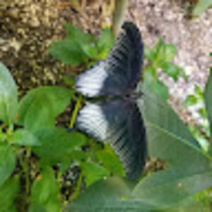 Meet your Posher, Gary